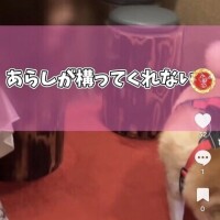 日本一の柴犬?
