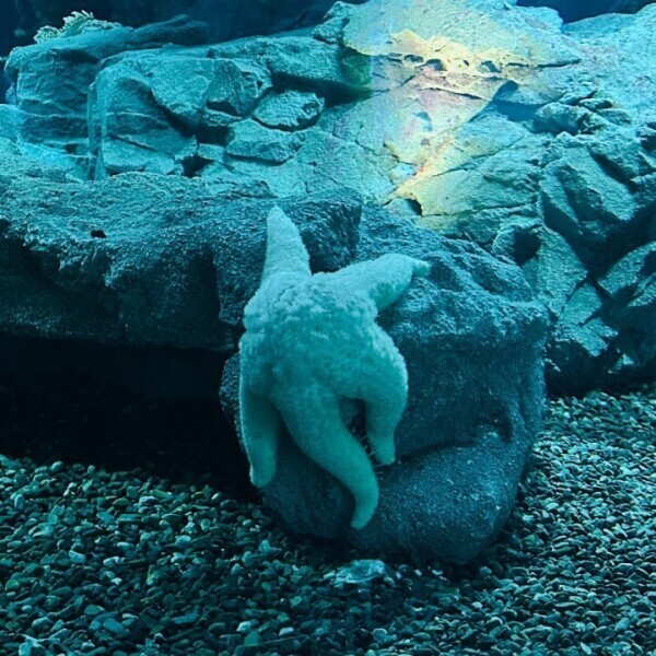えまーじぇんしー