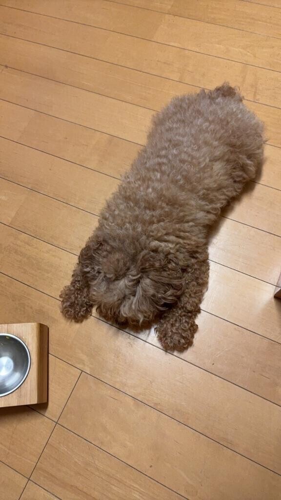 たくしゃんありがとう