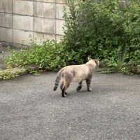 ごめんなさい