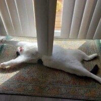 えま
