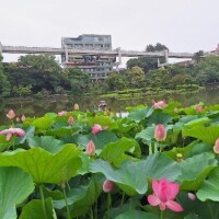 さつき