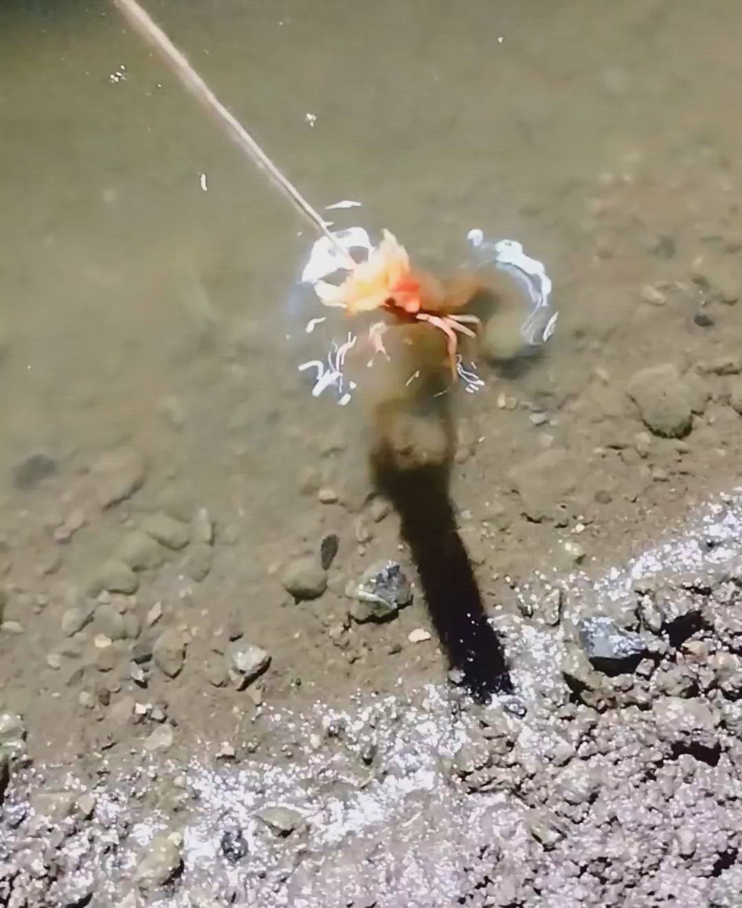 我が愛しの仲間たち