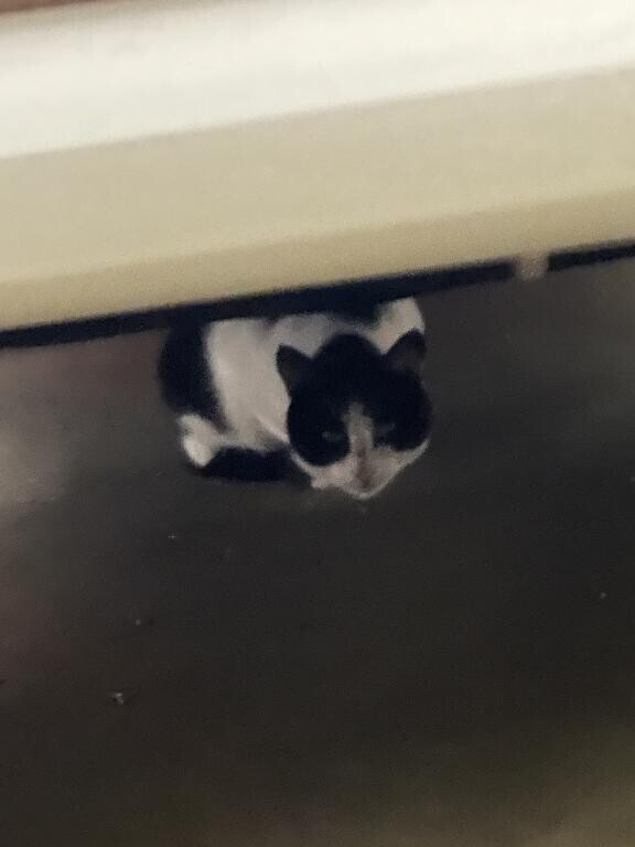 猫ちゃん♡