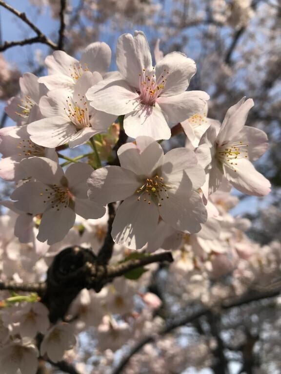 今日、出勤しちゃった‎