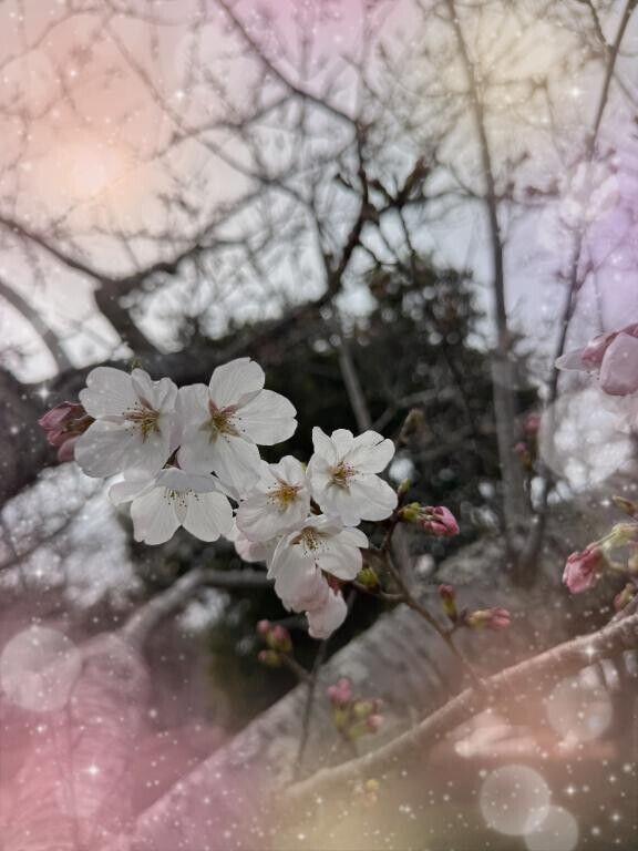 桜の時期?