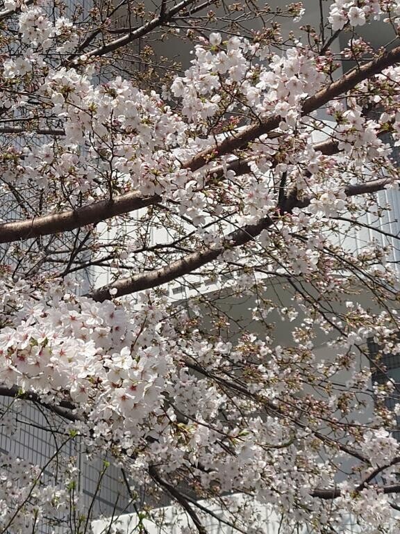 かようび