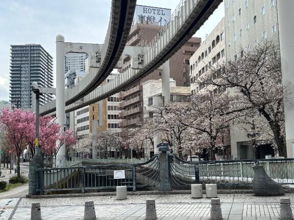 桜?