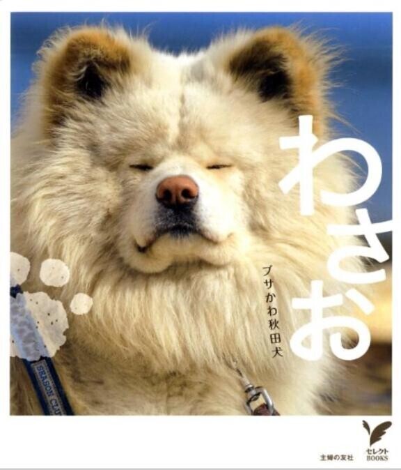 家の猫です?