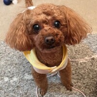 れいこ