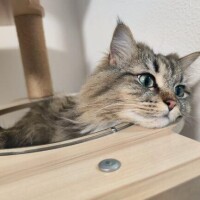 しおん