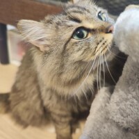 しおん
