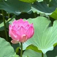 じゅん
