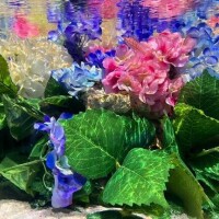 まひる