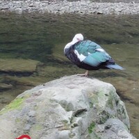 りつか