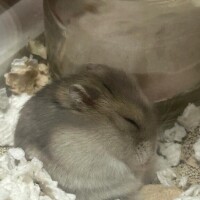 まみ