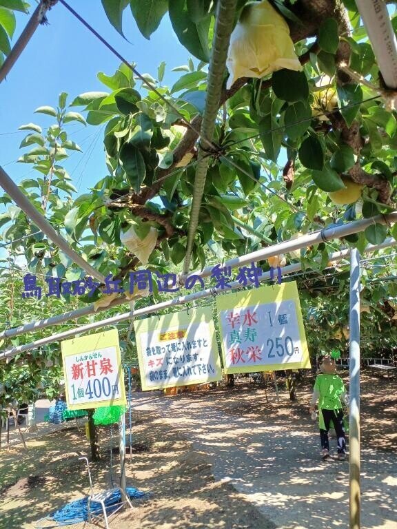 【鳥取砂丘周辺の梨狩り】