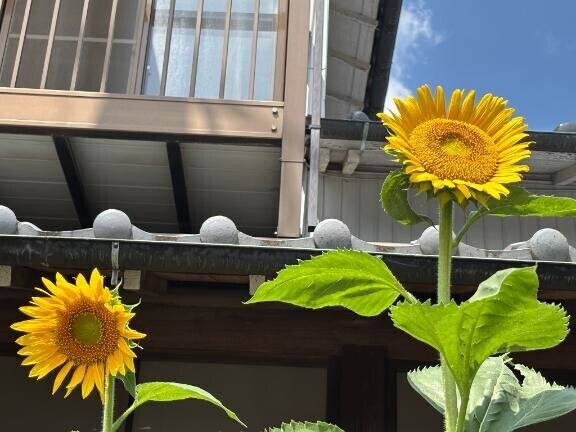 おはようございます！