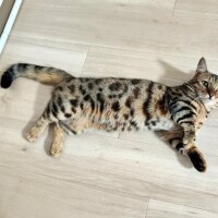 しおん