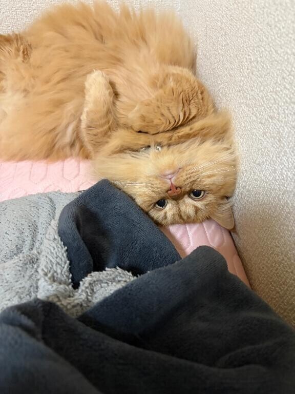 明けましておめでとう𝐻𝑎𝑝𝑝𝑦𝑁𝑒𝑤𝑌𝑒𝑎𝑟‪