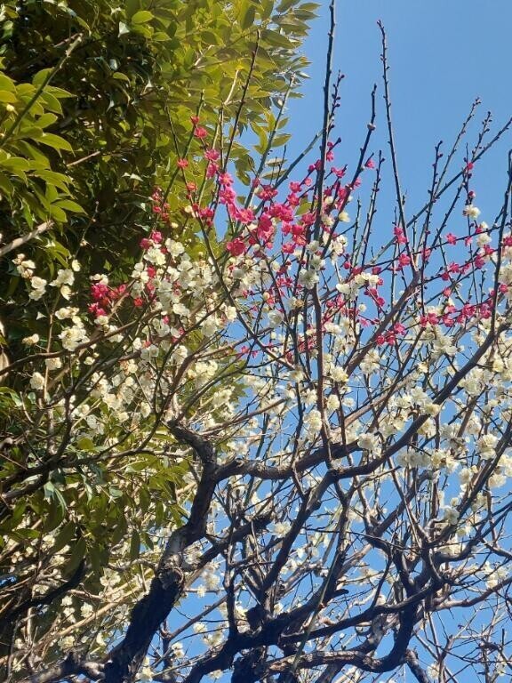 らしくないけど