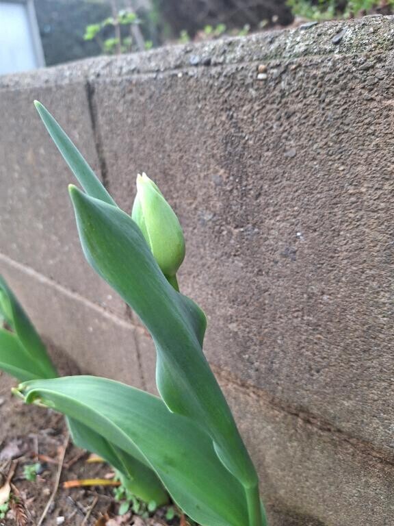 もうすぐ咲きそう？