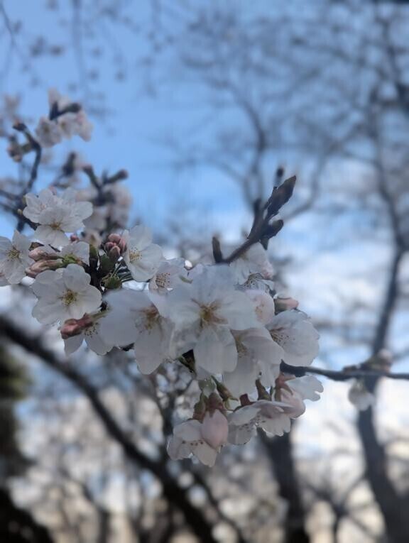 桜