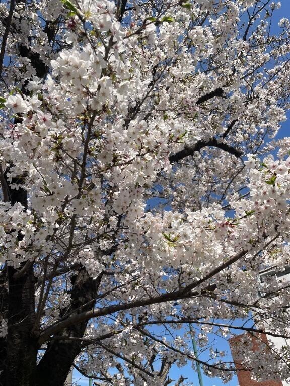 桜満開♡
