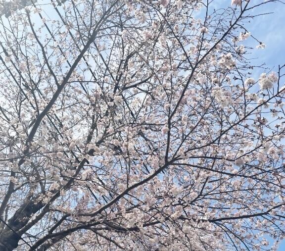 春