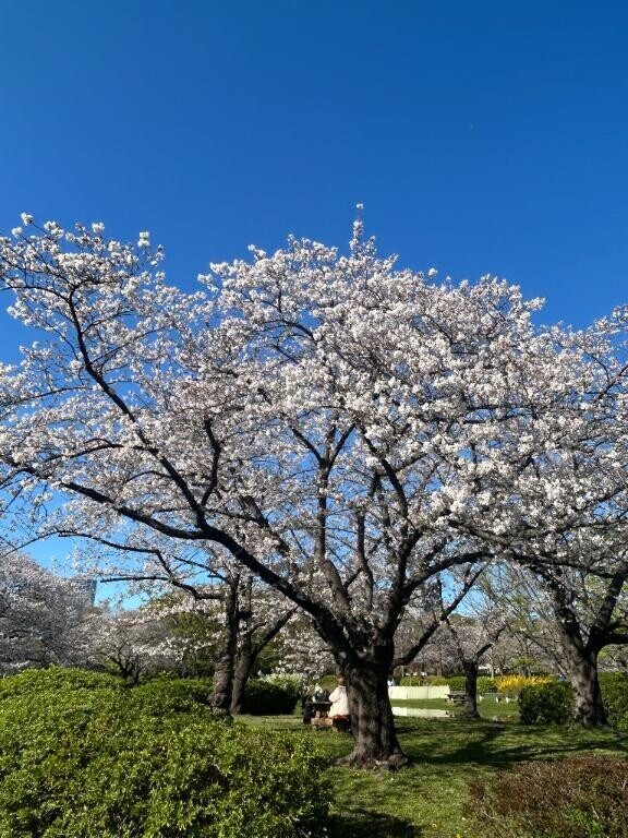 栄町の桜が綺麗