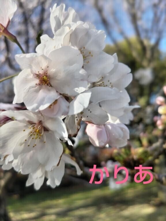 桜も満開　綺麗でうっとり