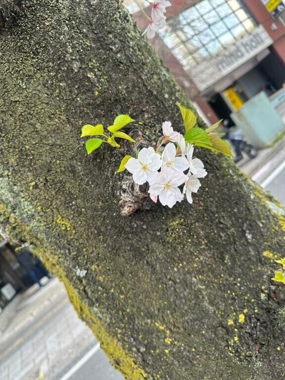 咲き乱れ