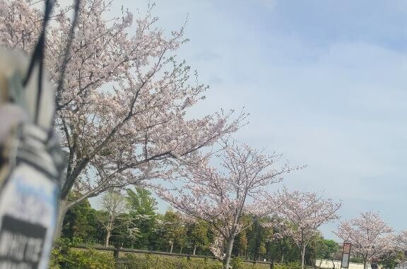 今年の桜を見れなかった貴方に