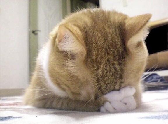 ごめんなさい
