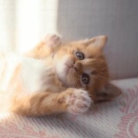 かれな