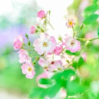ゆり