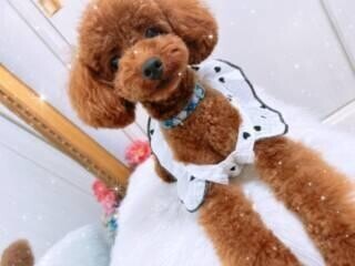 愛犬のご紹介