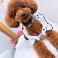 まひろ