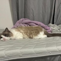 あげは