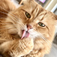 ねこはえいよう