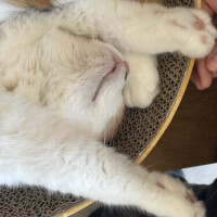 ねこのあご、上から見るか下から見るか。