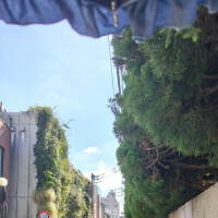 日傘から