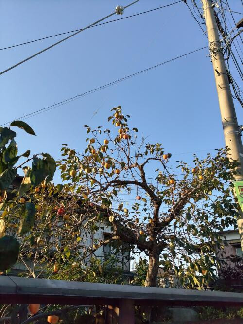 秋ですね🍂