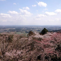 チル花見