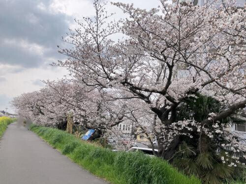 ぼっちのお花見