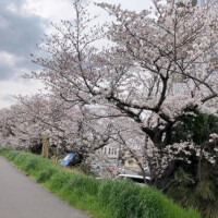 ぼっちのお花見