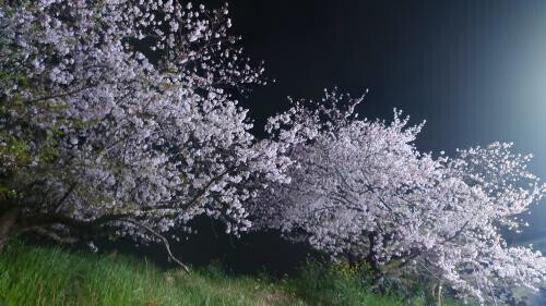 🌸平日真ん中❤水曜日🌸