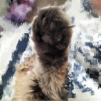 きょうか