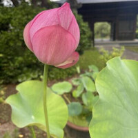 かよ