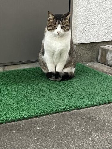 招き猫？🐈